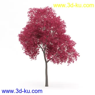 树木模型合集,各类树木模型共32个的图片