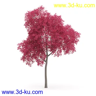 树木模型合集,各类树木模型共32个的图片