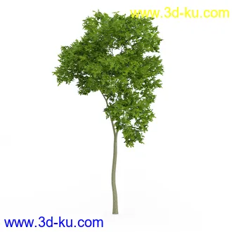 树木模型合集,各类树木模型共32个的图片