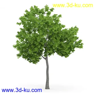 树木模型合集,各类树木模型共32个的图片