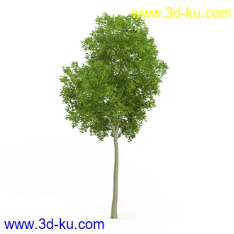 树木模型合集,各类树木模型共32个的图片