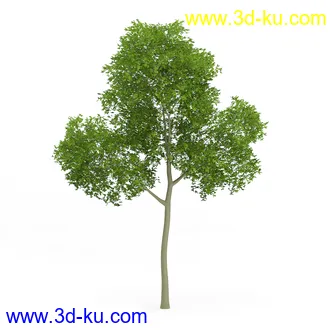 树木模型合集,各类树木模型共32个的图片