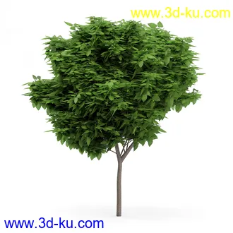 树木模型合集,各类树木模型共32个的图片