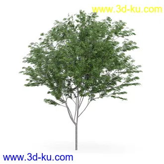 树木模型合集,各类树木模型共32个的图片