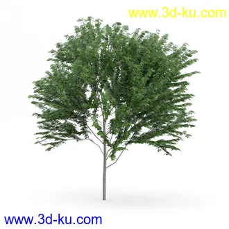 树木模型合集,各类树木模型共32个的图片