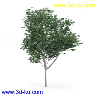 树木模型合集,各类树木模型共32个的图片