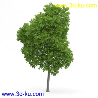 树木模型合集,各类树木模型共32个的图片