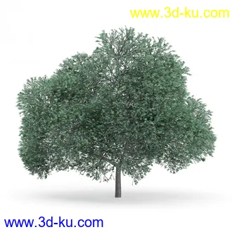 树木模型合集,各类树木模型共32个的图片