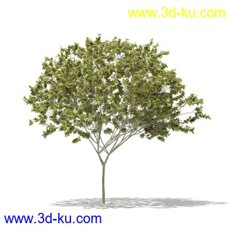 树模型合集,各类树木模型共32个的图片