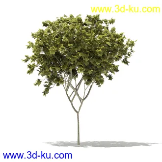 树模型合集,各类树木模型共32个的图片