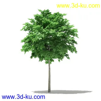 树模型合集,各类树木模型共32个的图片