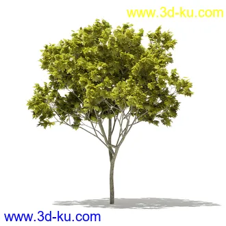 树模型合集,各类树木模型共32个的图片