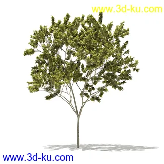 树模型合集,各类树木模型共32个的图片