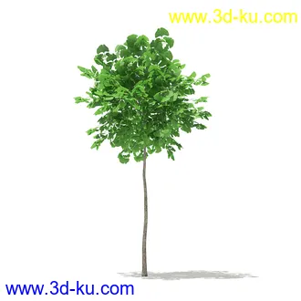 树模型合集,各类树木模型共32个的图片