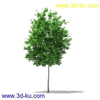 树模型合集,各类树木模型共32个的图片