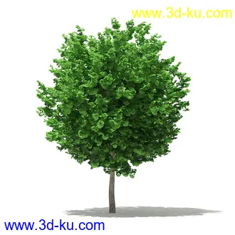 树模型合集,各类树木模型共32个的图片