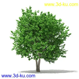 树模型合集,各类树木模型共32个的图片