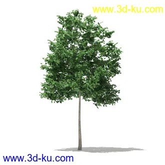 树模型合集,各类树木模型共32个的图片