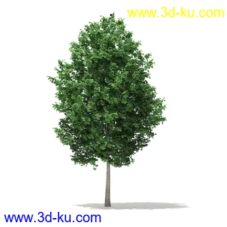 树模型合集,各类树木模型共32个的图片