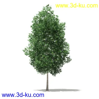 树模型合集,各类树木模型共32个的图片