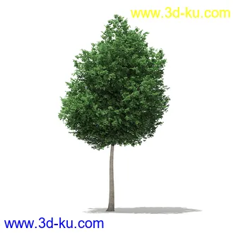 树模型合集,各类树木模型共32个的图片