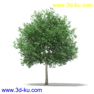 树模型合集,各类树木模型共32个的图片