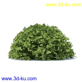 树篱,篱笆,园林艺术,造型篱笆,球形,拱形,长方形,三角形,心形,动物形态等景观造型植物模型36个的图片