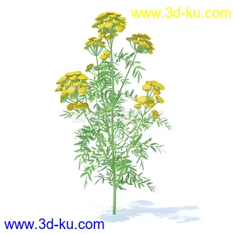 花草模型,草皮,花圃,青草,杂草,蒲苇,大滨菊,菊花,蒲公英,七筋姑,蓍,紫薇,藿香蓟,虾脊兰,冬红等模型51个的图片