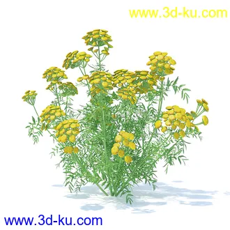 花草模型,草皮,花圃,青草,杂草,蒲苇,大滨菊,菊花,蒲公英,七筋姑,蓍,紫薇,藿香蓟,虾脊兰,冬红等模型51个的图片