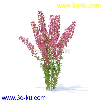 花草模型,草皮,花圃,青草,杂草,蒲苇,大滨菊,菊花,蒲公英,七筋姑,蓍,紫薇,藿香蓟,虾脊兰,冬红等模型51个的图片