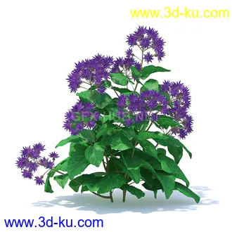 花草模型,草皮,花圃,青草,杂草,蒲苇,大滨菊,菊花,蒲公英,七筋姑,蓍,紫薇,藿香蓟,虾脊兰,冬红等模型51个的图片