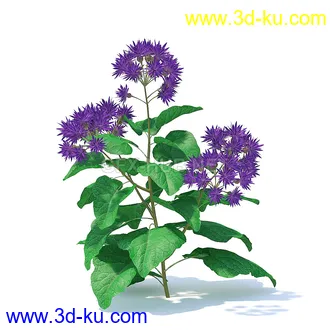 花草模型,草皮,花圃,青草,杂草,蒲苇,大滨菊,菊花,蒲公英,七筋姑,蓍,紫薇,藿香蓟,虾脊兰,冬红等模型51个的图片