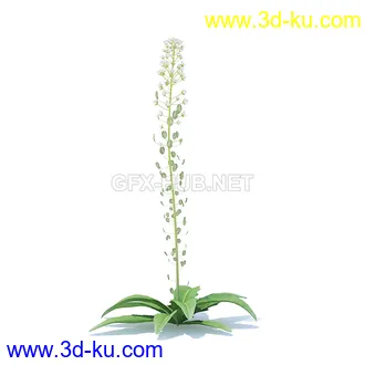 花草模型,草皮,花圃,青草,杂草,蒲苇,大滨菊,菊花,蒲公英,七筋姑,蓍,紫薇,藿香蓟,虾脊兰,冬红等模型51个的图片