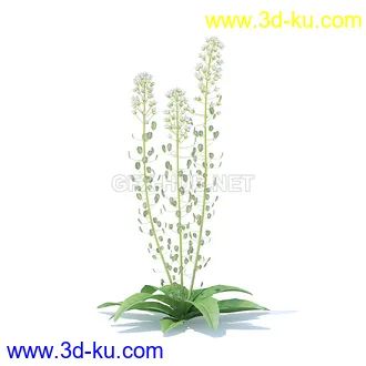 花草模型,草皮,花圃,青草,杂草,蒲苇,大滨菊,菊花,蒲公英,七筋姑,蓍,紫薇,藿香蓟,虾脊兰,冬红等模型51个的图片