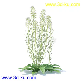 花草模型,草皮,花圃,青草,杂草,蒲苇,大滨菊,菊花,蒲公英,七筋姑,蓍,紫薇,藿香蓟,虾脊兰,冬红等模型51个的图片