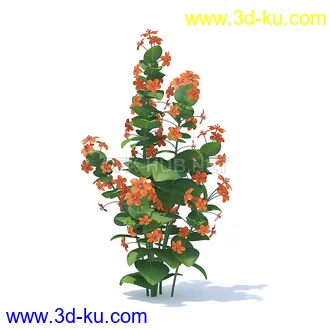 花草模型,草皮,花圃,青草,杂草,蒲苇,大滨菊,菊花,蒲公英,七筋姑,蓍,紫薇,藿香蓟,虾脊兰,冬红等模型51个的图片