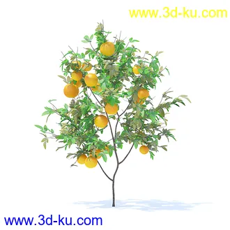 树木模型,植物模型,各种树模型共78个的图片1