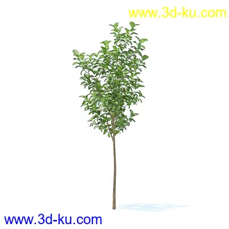 树木模型,植物模型,各种树模型共78个的图片2