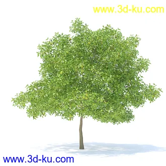 树木模型,植物模型,各种树模型共78个的图片3