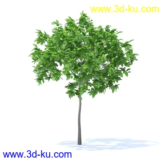 树木模型,植物模型,各种树模型共78个的图片4