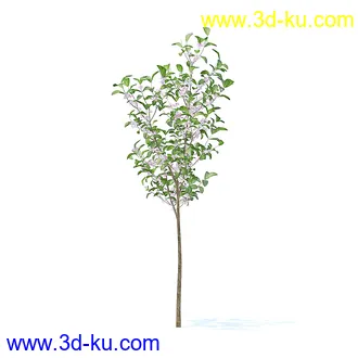 树木模型,植物模型,各种树模型共78个的图片5