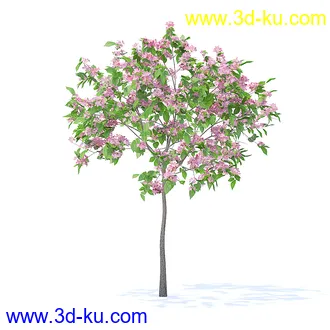 树木模型,植物模型,各种树模型共78个的图片6