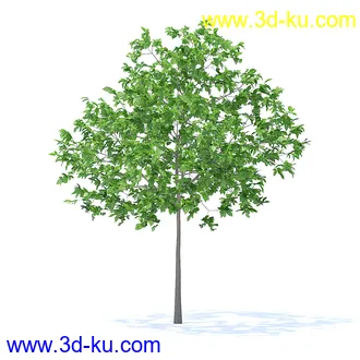 树木模型,植物模型,各种树模型共78个的图片