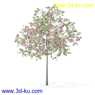 树木模型,植物模型,各种树模型共78个的图片