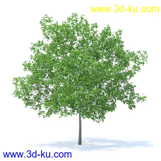 树木模型,植物模型,各种树模型共78个的图片