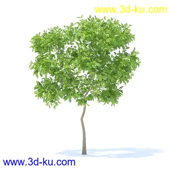 树木模型,植物模型,各种树模型共78个的图片