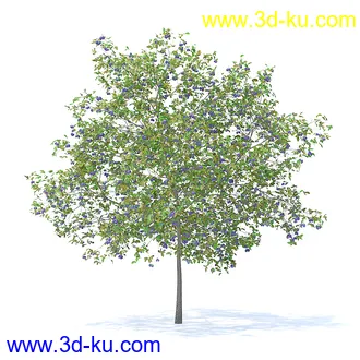 树木模型,植物模型,各种树模型共78个的图片