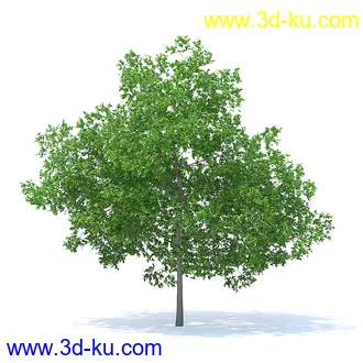 树木模型,植物模型,各种树模型共78个的图片