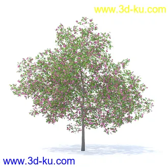 树木模型,植物模型,各种树模型共78个的图片