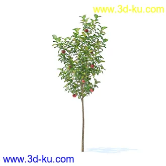 树木模型,植物模型,各种树模型共78个的图片